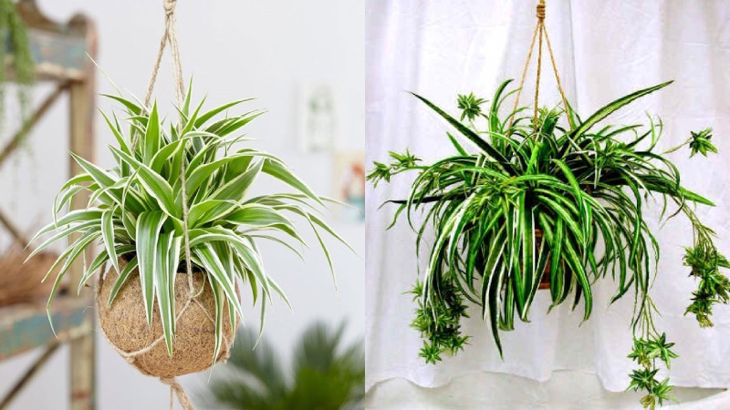 Cổ nhân mách 5 cây phong thủy hợp mệnh Thủy, trưng ở đâu vượng lộc ở đó