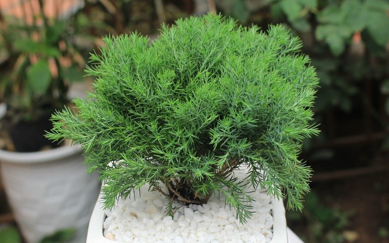 Cổ nhân mách 5 cây phong thủy hợp mệnh Thủy, trưng ở đâu vượng lộc ở đó