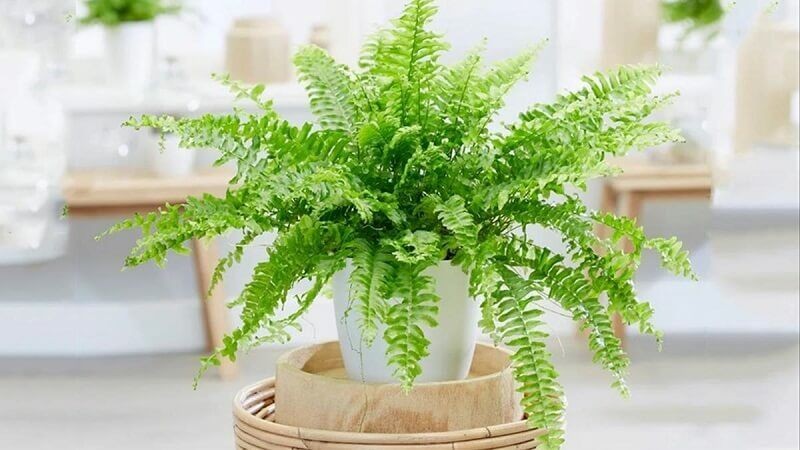 Cổ nhân mách 5 cây phong thủy hợp mệnh Thủy, trưng ở đâu vượng lộc ở đó