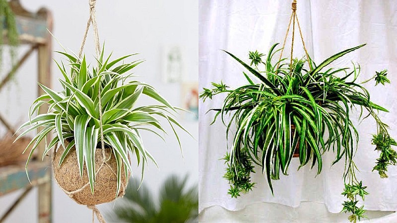 Cổ nhân mách 5 cây phong thủy hợp mệnh Thủy, trưng ở đâu vượng lộc ở đó