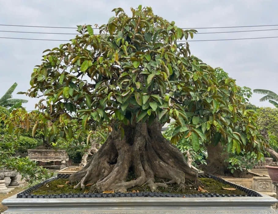 Cây ăn quả bonsai: Sự kết hợp hoàn hảo giữa hương vị, cảnh quan và giá trị thương mại