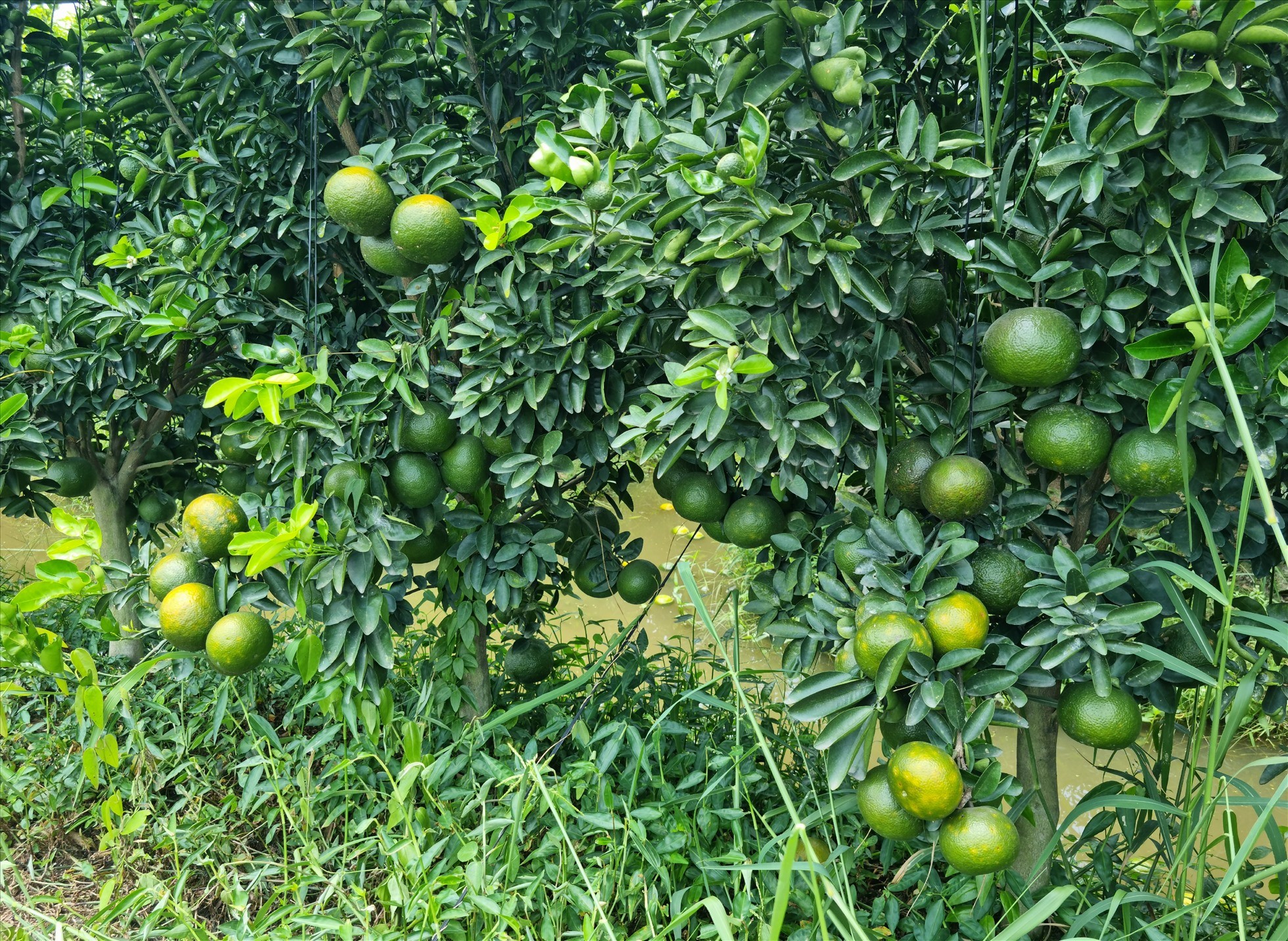 6 loại cây “giữ lộc” cho nhà, trồng càng lâu càng nhiều may mắn