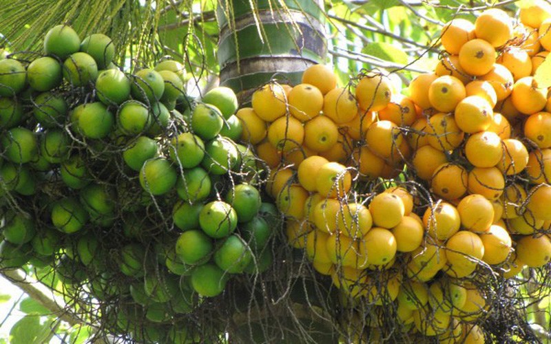 6 loại cây “giữ lộc” cho nhà, trồng càng lâu càng nhiều may mắn