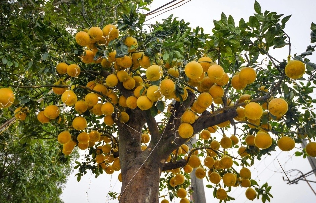6 loại cây “giữ lộc” cho nhà, trồng càng lâu càng nhiều may mắn