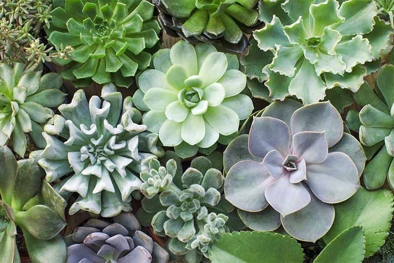 3 loại cây nở hoa đẹp nhưng âm thầm hút cạn tài lộc, cần chặt bỏ càng sớm càng tốt