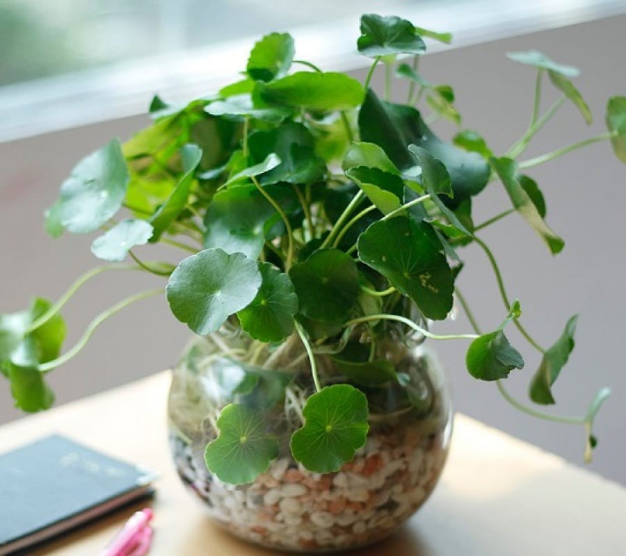 3 loại cây nở hoa đẹp nhưng âm thầm hút cạn tài lộc, cần chặt bỏ càng sớm càng tốt