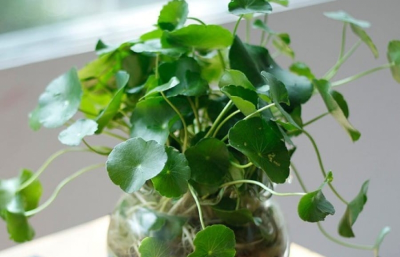 3 loại cây nở hoa đẹp nhưng âm thầm hút cạn tài lộc, cần chặt bỏ càng sớm càng tốt