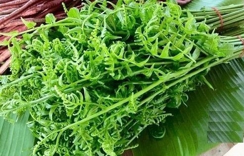 Mang cây dại mọc ven rừng về trồng, chỉ sau 2 tháng đã có thể thu hoạch quanh năm, thành đặc sản được săn đón