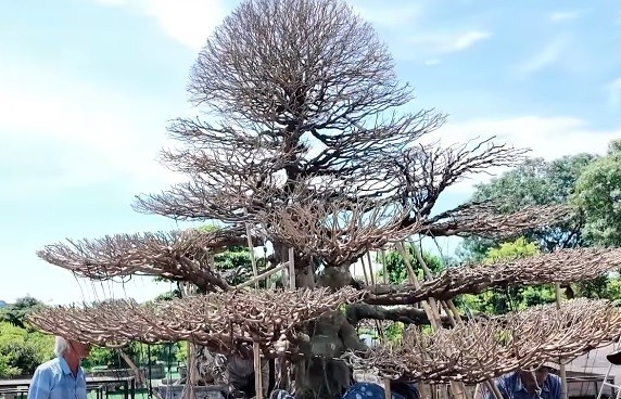 Nghệ nhân Trần Hiền phân tích vẻ đẹp cây sanh cổ của “Gã Đầu Bạc” Vũ Xuân Lành