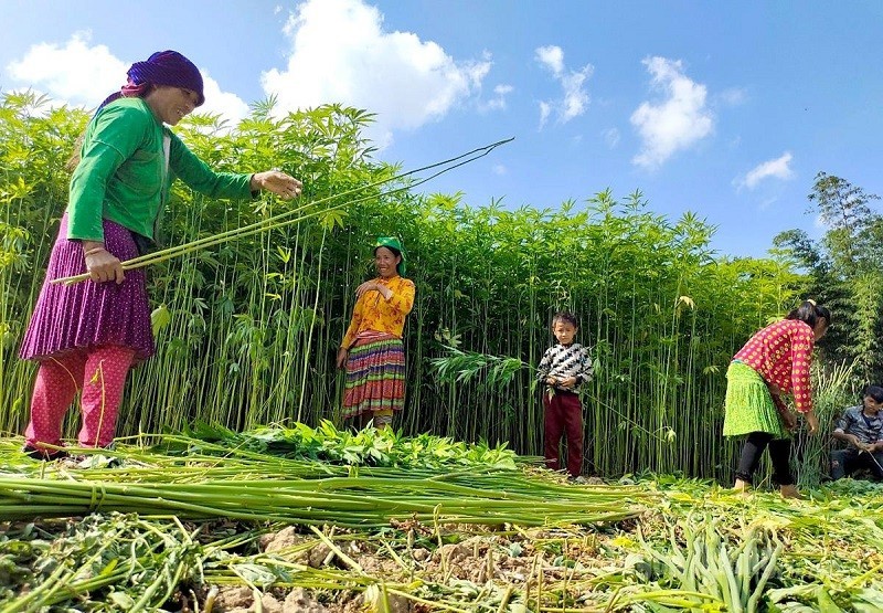Từ nương lanh đến tấm vải mềm: Bí mật nghề dệt của phụ nữ dân tộc Mông ở Tuyên Quang