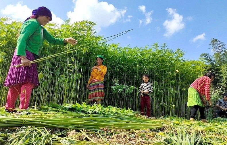 Từ nương lanh đến tấm vải mềm: Bí mật nghề dệt của phụ nữ dân tộc Mông ở Tuyên Quang