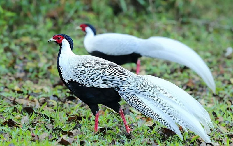gà lôi trắng