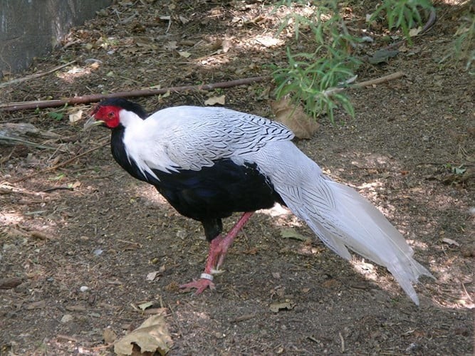 gà lôi trắng