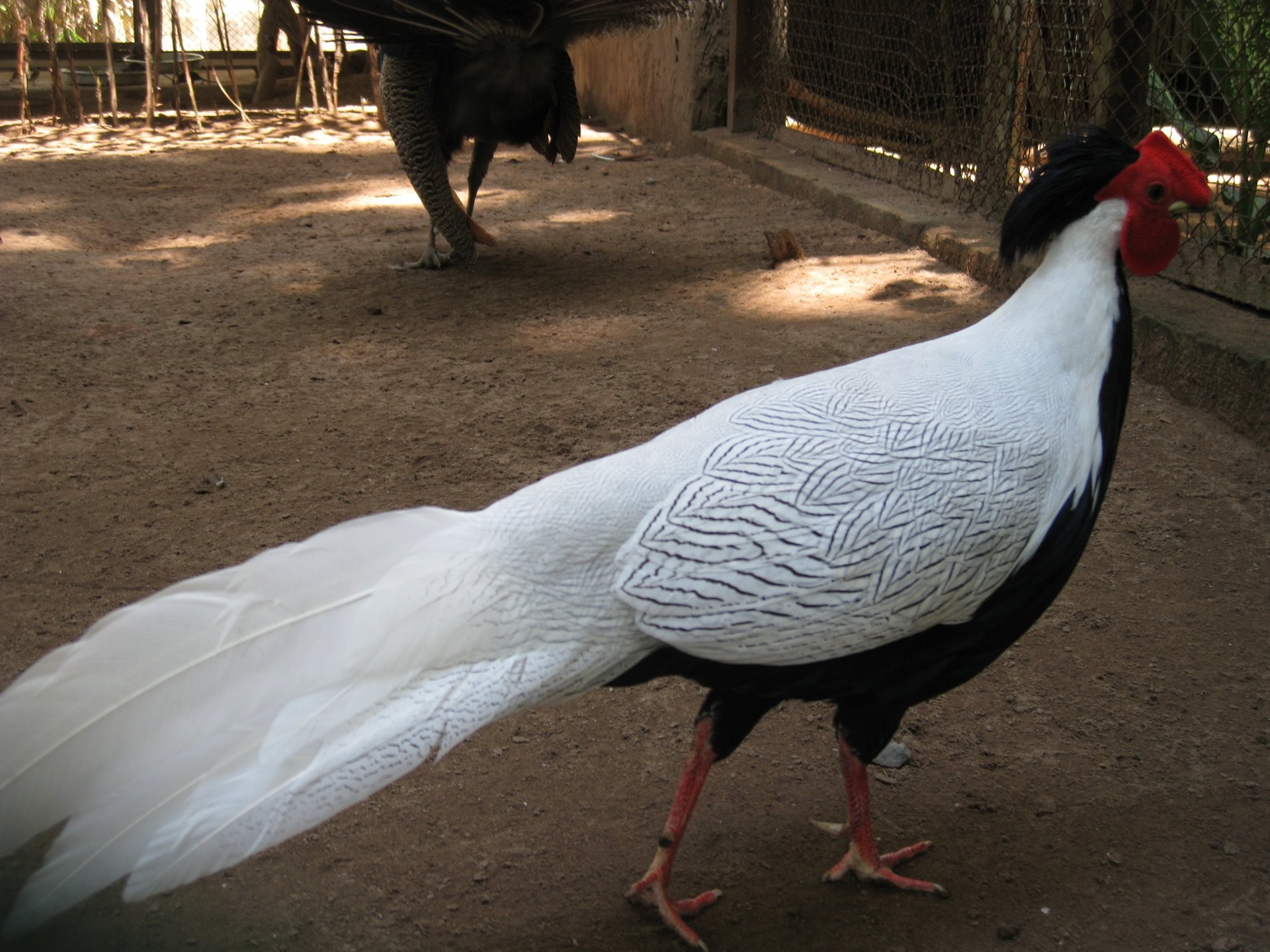 gà lôi trắng