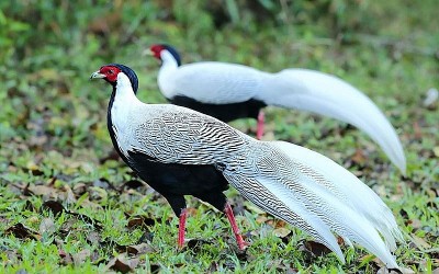 Gà lôi trắng nằm trong danh mục động vật nguy cấp, quý hiếm, được ưu tiên bảo vệ
