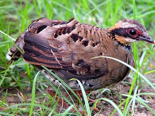 Ngoài gà lôi trắng, nhiều loài gà rừng quý hiếm khác cũng nằm trong danh mục nguy cấp