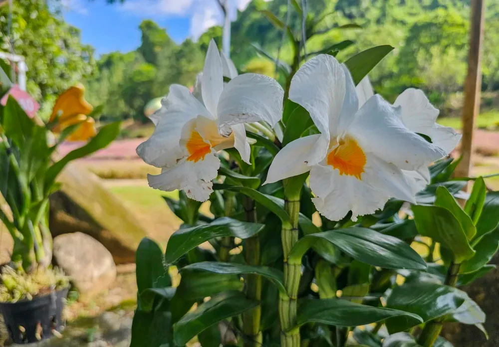 Sôi động ngày hội hợp nhất Hội Sinh vật cảnh Ninh Thuận - Khánh Hòa cùng hội thi hoa lan đẳng cấp