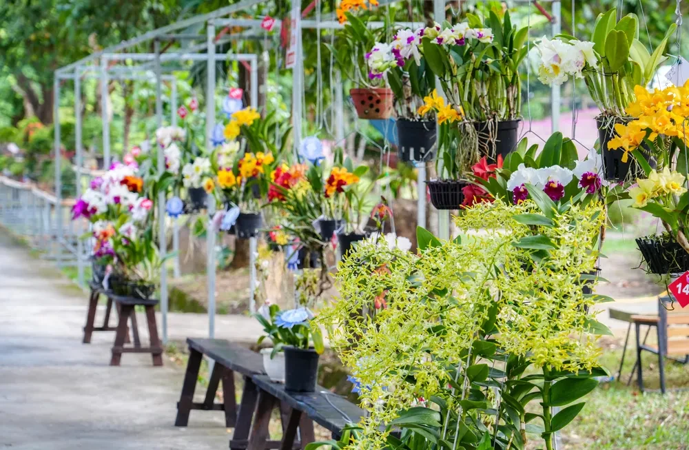 Sôi động ngày hội hợp nhất Hội Sinh vật cảnh Ninh Thuận - Khánh Hòa cùng hội thi hoa lan đẳng cấp