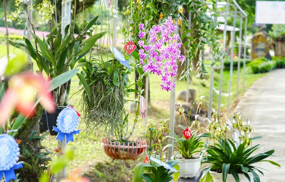 Sôi động ngày hội hợp nhất Hội Sinh vật cảnh Ninh Thuận - Khánh Hòa cùng hội thi hoa lan đẳng cấp