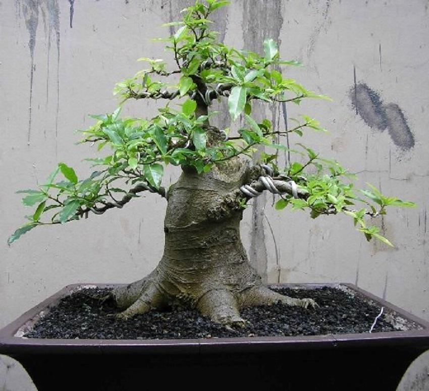 Cây cảnh bình dân nhưng quý giá: Trồng hôm nay, phúc lộc cho đời sau, giá trị vượt cả lan hồ điệp