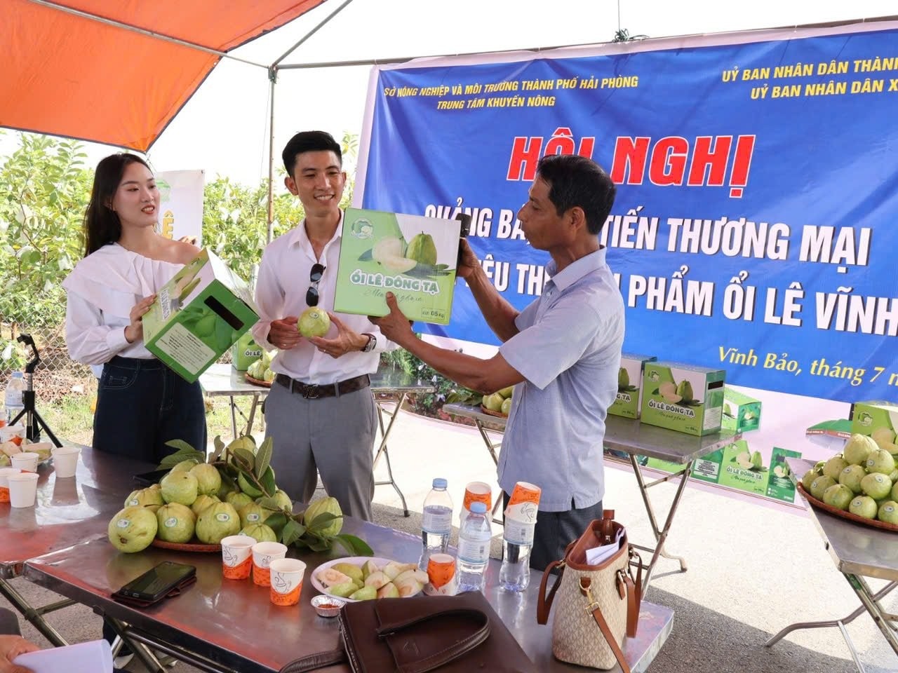 ổi lê Đông Tạ