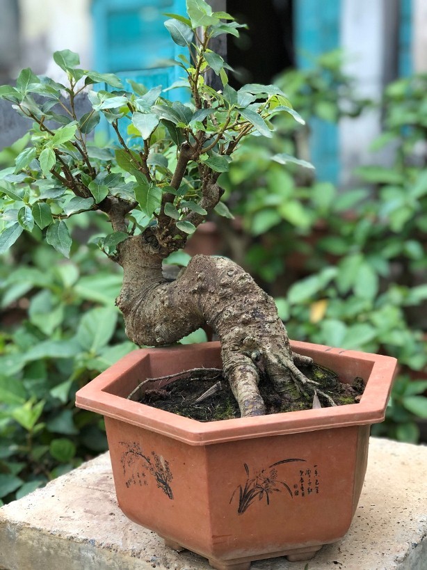 Cây cảnh bình dân nhưng quý giá: Trồng hôm nay, phúc lộc cho đời sau, giá trị vượt cả lan hồ điệp