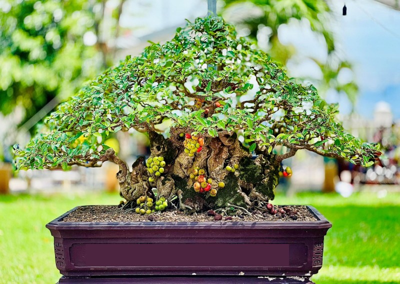 Cây cảnh bình dân nhưng quý giá: Trồng hôm nay, phúc lộc cho đời sau, giá trị vượt cả lan hồ điệp
