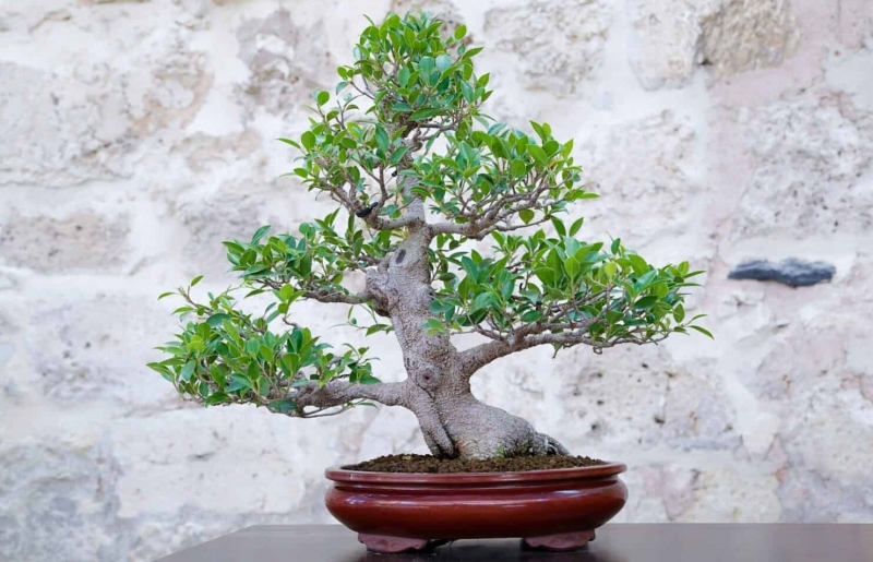 Cây cảnh bình dân nhưng quý giá: Trồng hôm nay, phúc lộc cho đời sau, giá trị vượt cả lan hồ điệp