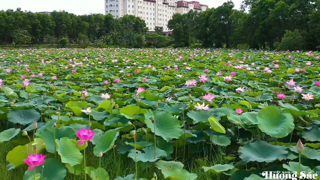 Không gian xanh giữa khu công nghiệp thép lớn nhất Việt Nam