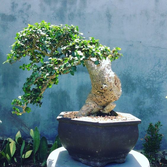 Cây duối - “cổ thụ thu nhỏ” mang lộc trời, trồng một đời giàu sang khỏe mạnh