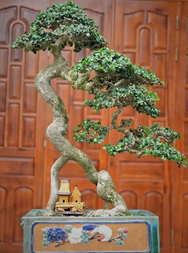 Cây duối - “cổ thụ thu nhỏ” mang lộc trời, trồng một đời giàu sang khỏe mạnh
