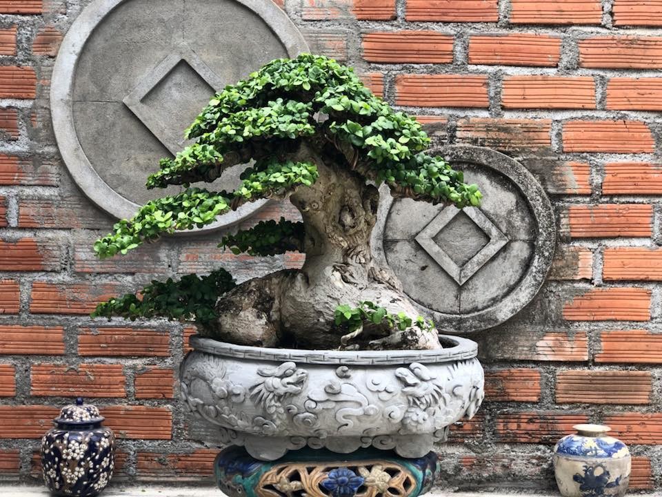Cây duối - “cổ thụ thu nhỏ” mang lộc trời, trồng một đời giàu sang khỏe mạnh