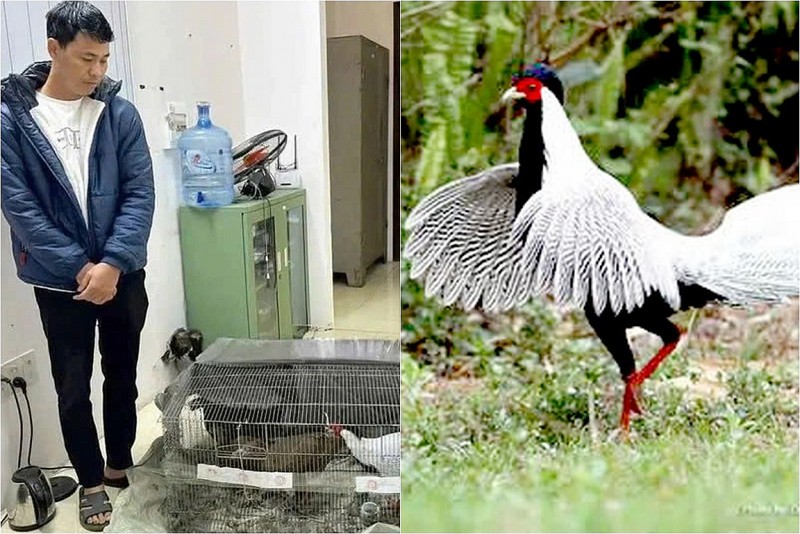 Vụ án “Gà lôi trắng”: Thay đổi biện pháp ngăn chặn, bị cáo được tại ngoại