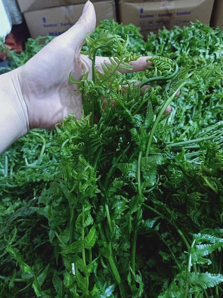 Rau dớn, bò khai, sắn chua:  Loại rau rừng đặc sản được dân thành thị săn lùng