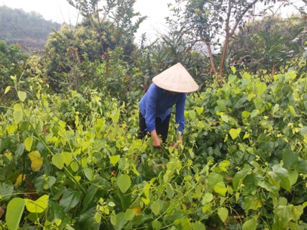 Rau dớn, bò khai, sắn chua:  Loại rau rừng đặc sản được dân thành thị săn lùng