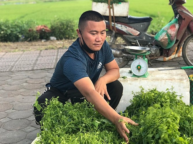 Rau dớn, bò khai, sắn chua: Loại rau rừng đặc sản được dân thành thị săn lùng