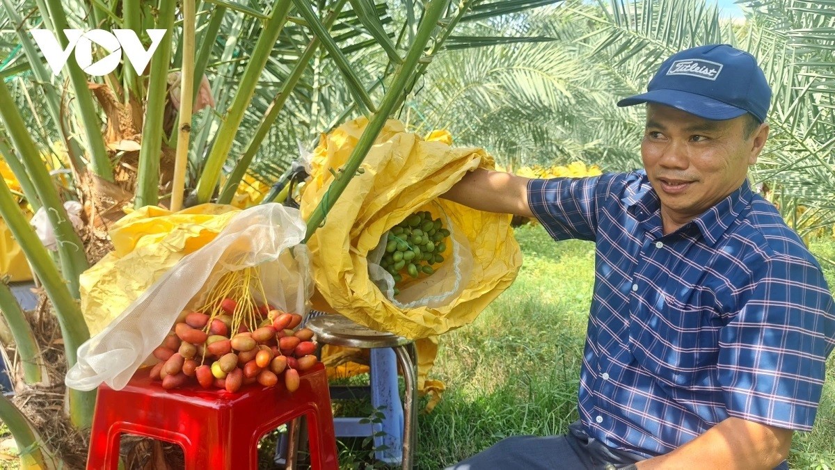 Miền núi Khánh Hòa lần đầu thu hoạch cherry và chà là nhập ngoại, mở hướng nông nghiệp hữu cơ