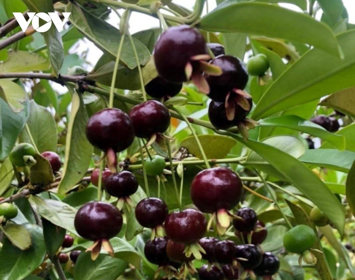 Miền núi Khánh Hòa lần đầu thu hoạch cherry và chà là nhập ngoại, mở hướng nông nghiệp hữu cơ