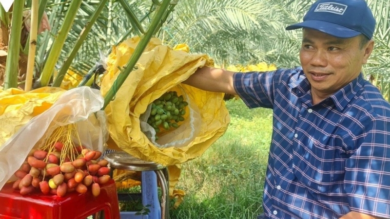 Miền núi Khánh Hòa lần đầu thu hoạch cherry và chà là nhập ngoại, mở hướng nông nghiệp hữu cơ