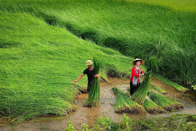 Làng cói Kim Sơn - nghề truyền thống hòa cùng nhịp xuất khẩu toàn cầu