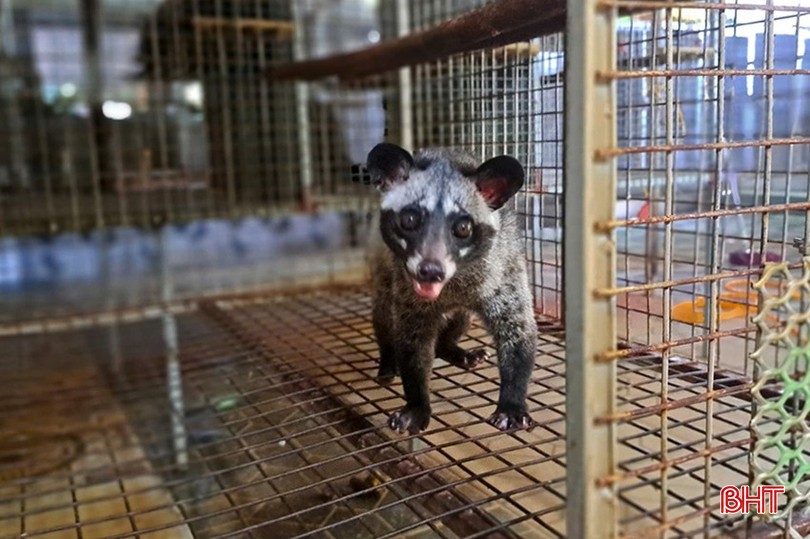 Bán bò lấy vốn, anh nông dân nuôi con 