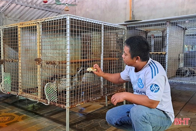 Bán bò lấy vốn, anh nông dân nuôi con 