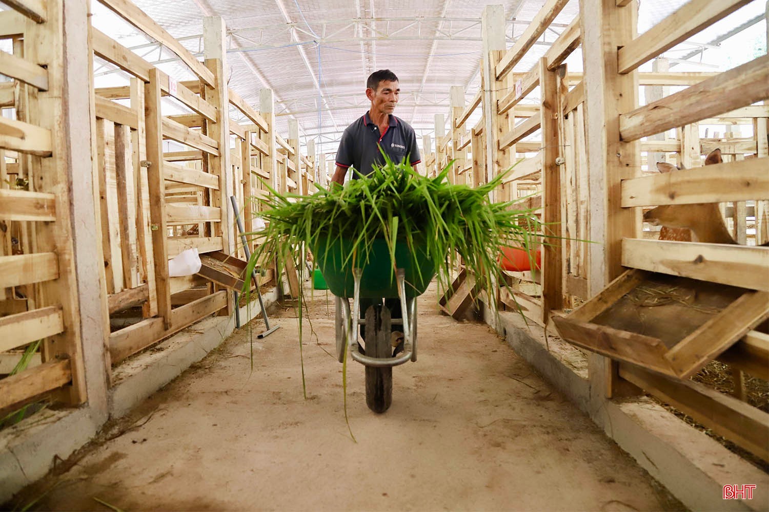 Bên trong trang trại tiền tỷ cho ra “thần dược” quý hiếm ở Hà Tĩnh