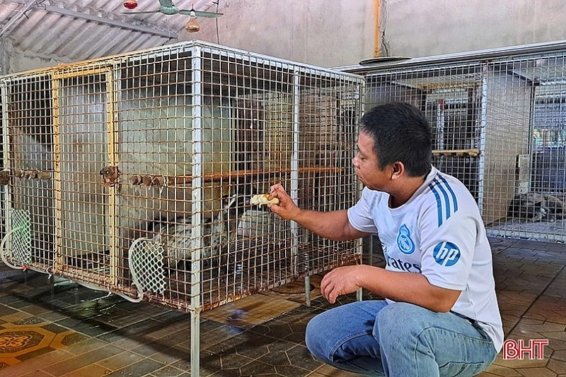 Bán bò lấy vốn, anh nông dân nuôi con "đặc sản” thu lãi lớn