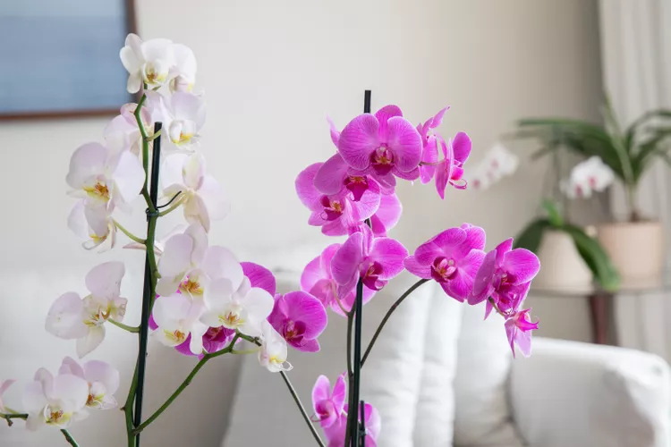 Cổ nhân dạy: Ba loài hoa đặt trong nhà, tài lộc tự tìm đến