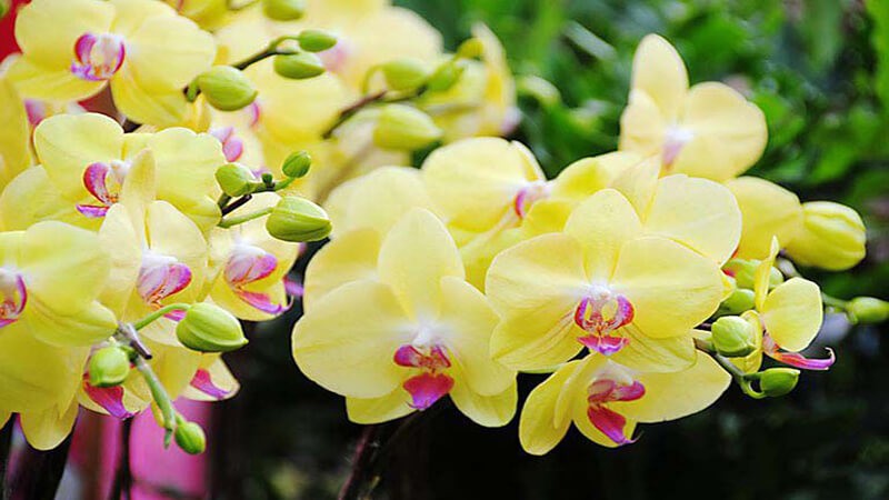 Cổ nhân dạy: Ba loài hoa đặt trong nhà, tài lộc tự tìm đến