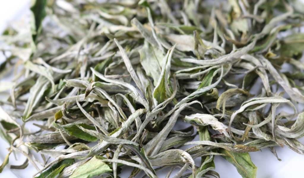 Báu vật sống trăm năm tuổi hiếm có trên dãy Hoàng Liên Sơn cao nghìn mét