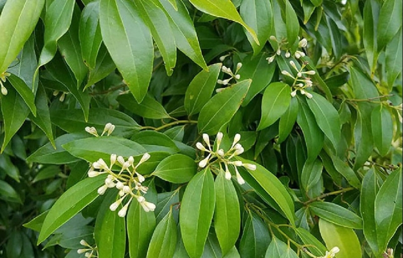 Cứu tinh từ Indonesia giúp Việt Nam dẫn đầu xuất khẩu mặt hàng này trên thế giới
