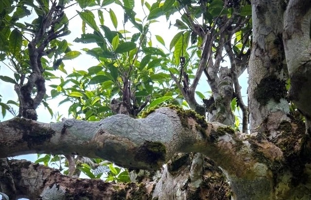 "Báu vật sống" trăm năm tuổi hiếm có trên dãy Hoàng Liên Sơn cao nghìn mét