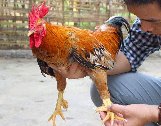 Gà chín cựa: Linh vật tiến Vua, đặc sản quý hiếm của vùng núi Xuân Sơn